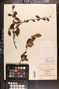 Ilex decidua var. decidua image