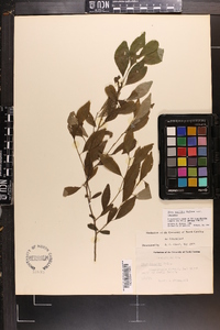 Ilex decidua var. decidua image