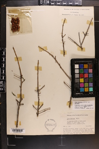 Ilex decidua var. decidua image