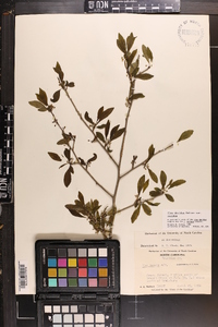 Ilex decidua var. decidua image