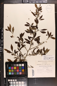 Ilex decidua var. decidua image