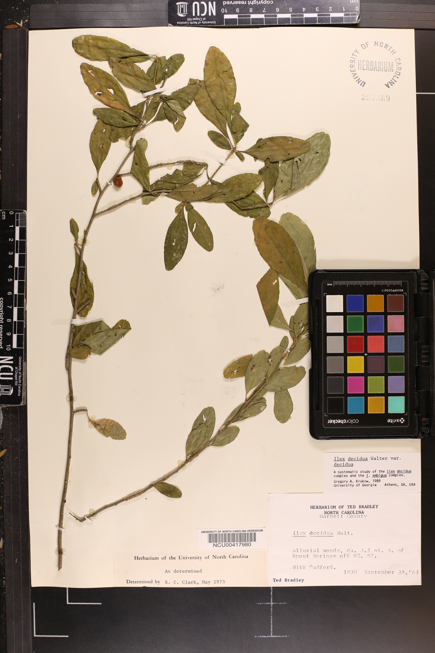 Ilex decidua var. decidua image