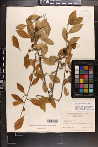 Ilex decidua var. decidua image