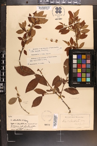 Ilex laevigata image