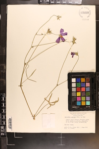 Callirhoe papaver image
