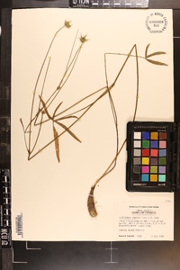 Callirhoe papaver image