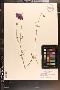 Callirhoe papaver image