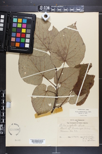 Tilia heterophylla image