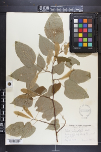 Tilia heterophylla image