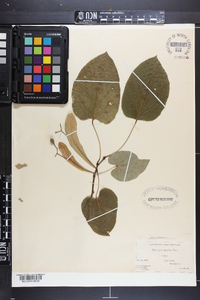 Tilia heterophylla image