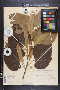 Tilia heterophylla image