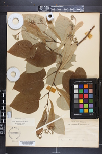 Tilia heterophylla image