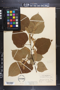 Tilia americana var. caroliniana image