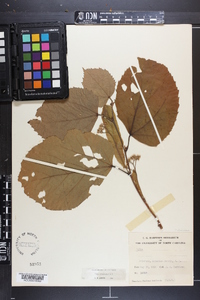 Tilia americana var. caroliniana image