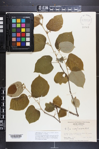 Tilia americana var. caroliniana image