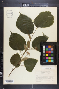 Tilia americana var. caroliniana image