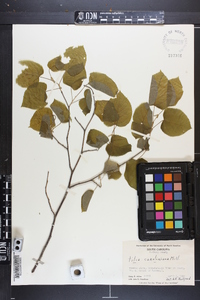 Tilia americana var. caroliniana image