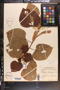 Tilia americana var. caroliniana image