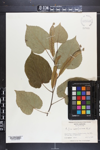 Tilia americana var. caroliniana image