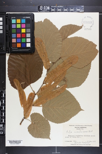 Tilia americana var. caroliniana image