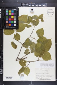 Tilia americana var. caroliniana image