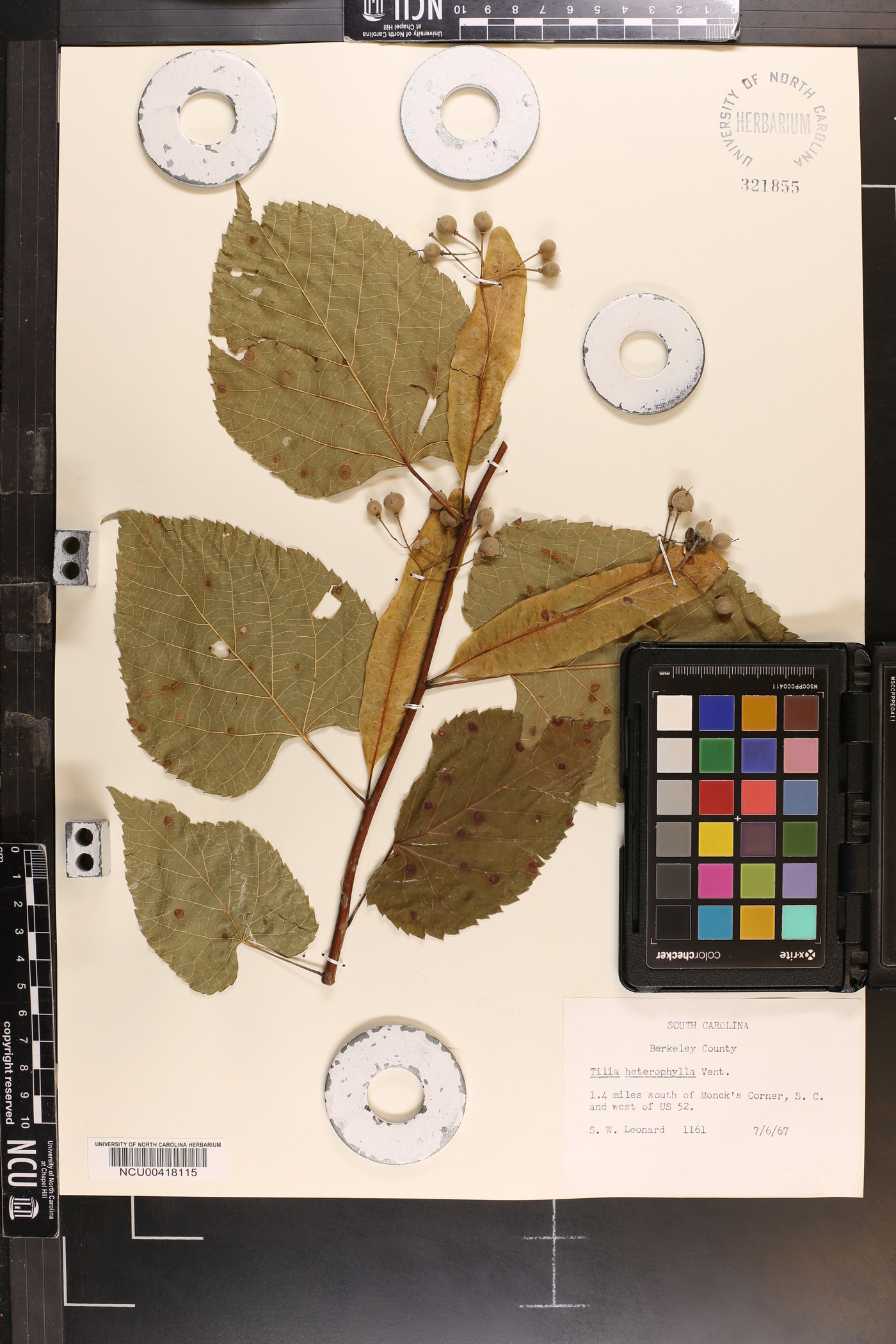 Tilia heterophylla image