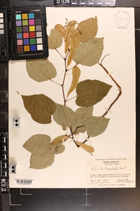 Tilia heterophylla image