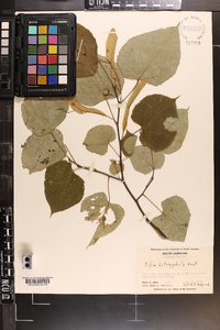 Tilia heterophylla image