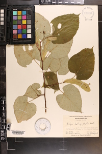 Tilia heterophylla image