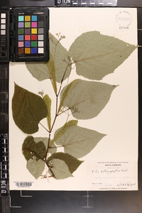 Tilia heterophylla image