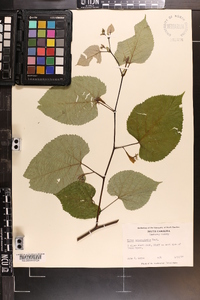 Tilia heterophylla image