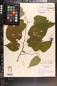 Tilia heterophylla image