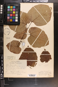 Tilia heterophylla image