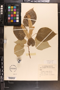 Tilia heterophylla image