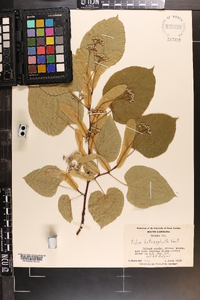 Tilia heterophylla image