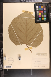 Tilia heterophylla image
