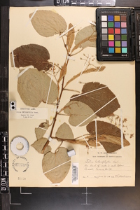 Tilia heterophylla image