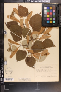 Tilia heterophylla image