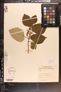 Tilia heterophylla image