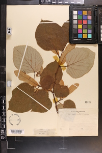 Tilia heterophylla image