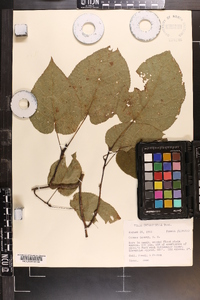 Tilia heterophylla image