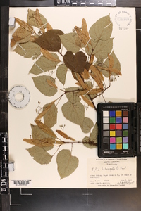 Tilia heterophylla image