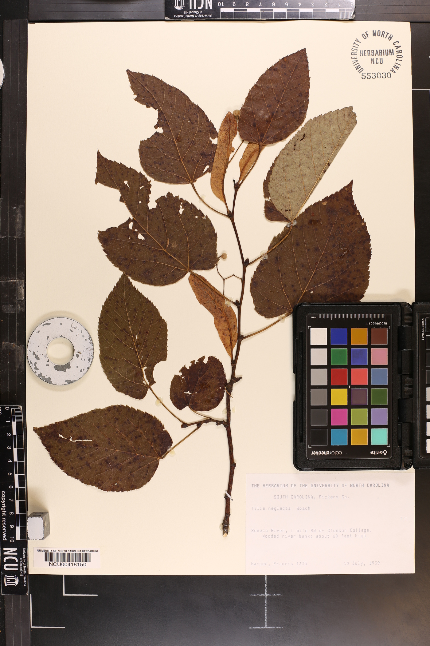 Tilia neglecta image