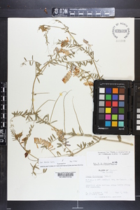 Vicia villosa subsp. varia image