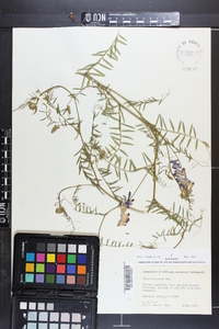 Vicia villosa subsp. varia image