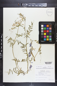 Vicia villosa subsp. varia image