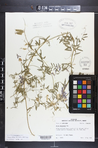 Vicia villosa subsp. varia image