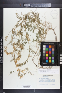 Vicia villosa subsp. varia image