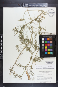 Vicia villosa subsp. varia image