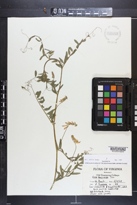 Vicia villosa subsp. varia image
